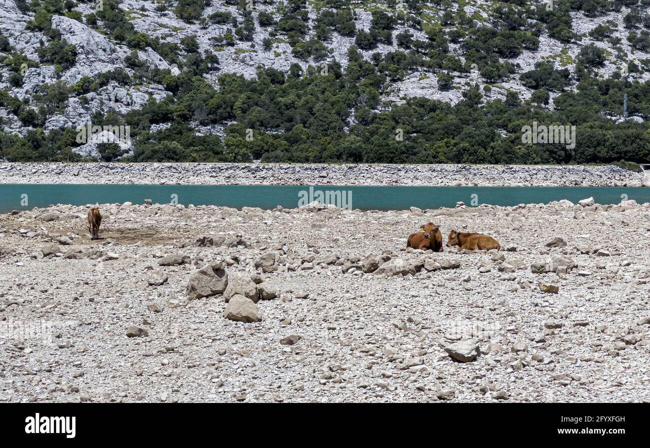 Bestiame in giornata di sole nel serbatoio artificiale Embassament de Cuber, Serra de Tramuntana, Mallorca, Spagna Foto Stock