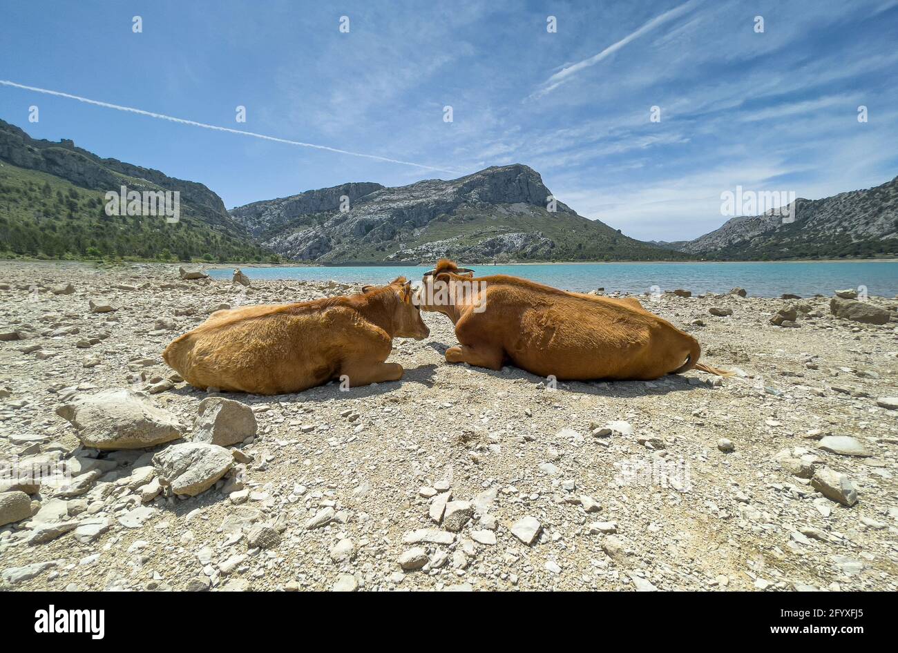 Bestiame in giornata di sole nel serbatoio artificiale Embassament de Cuber, Serra de Tramuntana, Mallorca, Spagna Foto Stock