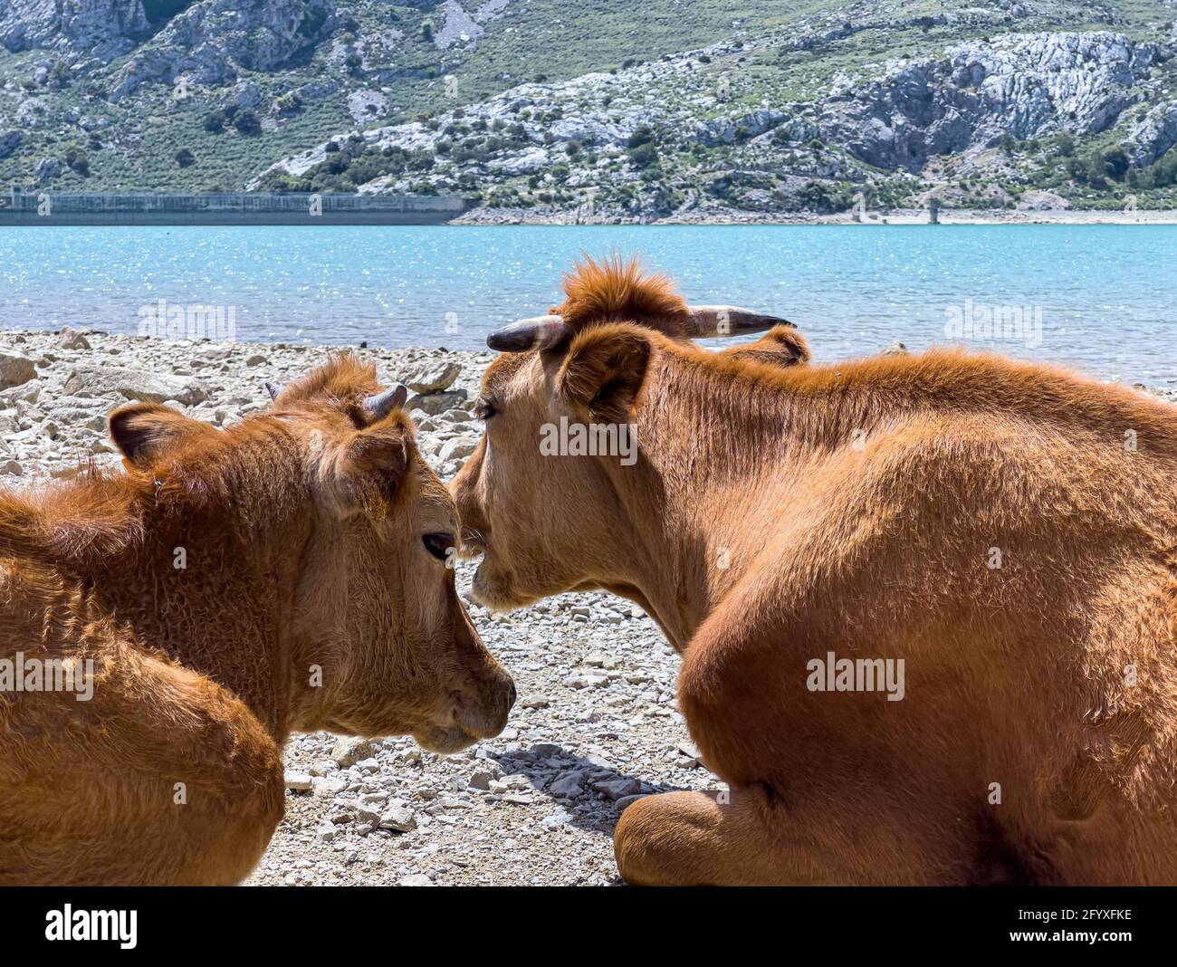 Bestiame in giornata di sole nel serbatoio artificiale Embassament de Cuber, Serra de Tramuntana, Mallorca, Spagna Foto Stock
