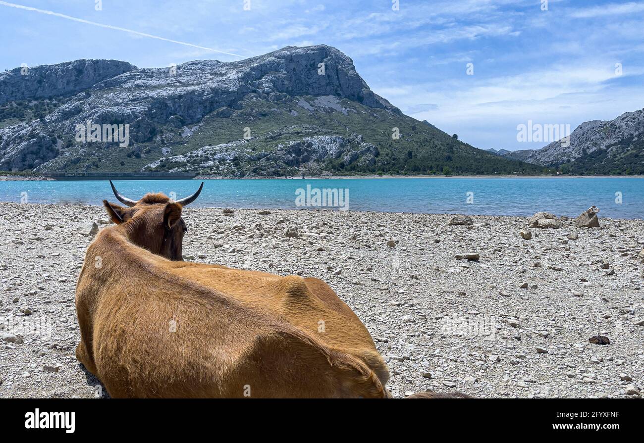 Bestiame in giornata di sole nel serbatoio artificiale Embassament de Cuber, Serra de Tramuntana, Mallorca, Spagna Foto Stock