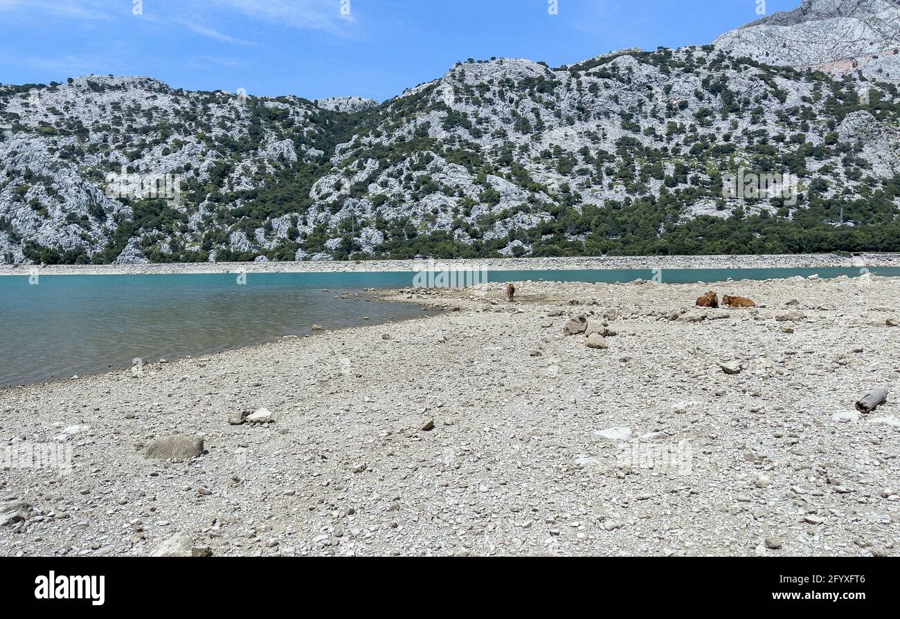 Bestiame in giornata di sole nel serbatoio artificiale Embassament de Cuber, Serra de Tramuntana, Mallorca, Spagna Foto Stock