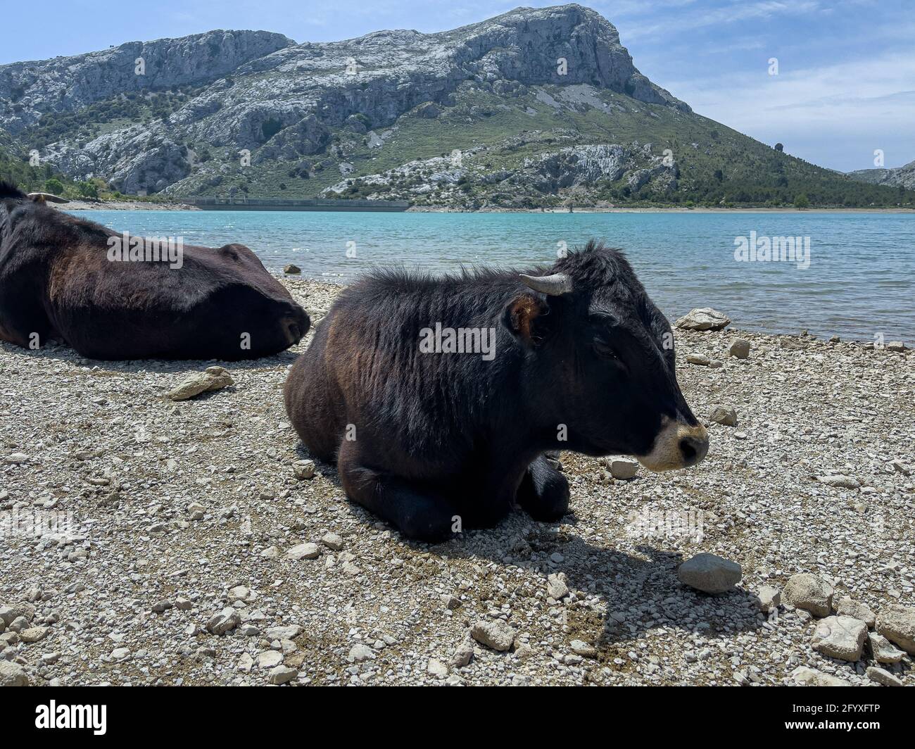 Bestiame in giornata di sole nel serbatoio artificiale Embassament de Cuber, Serra de Tramuntana, Mallorca, Spagna Foto Stock