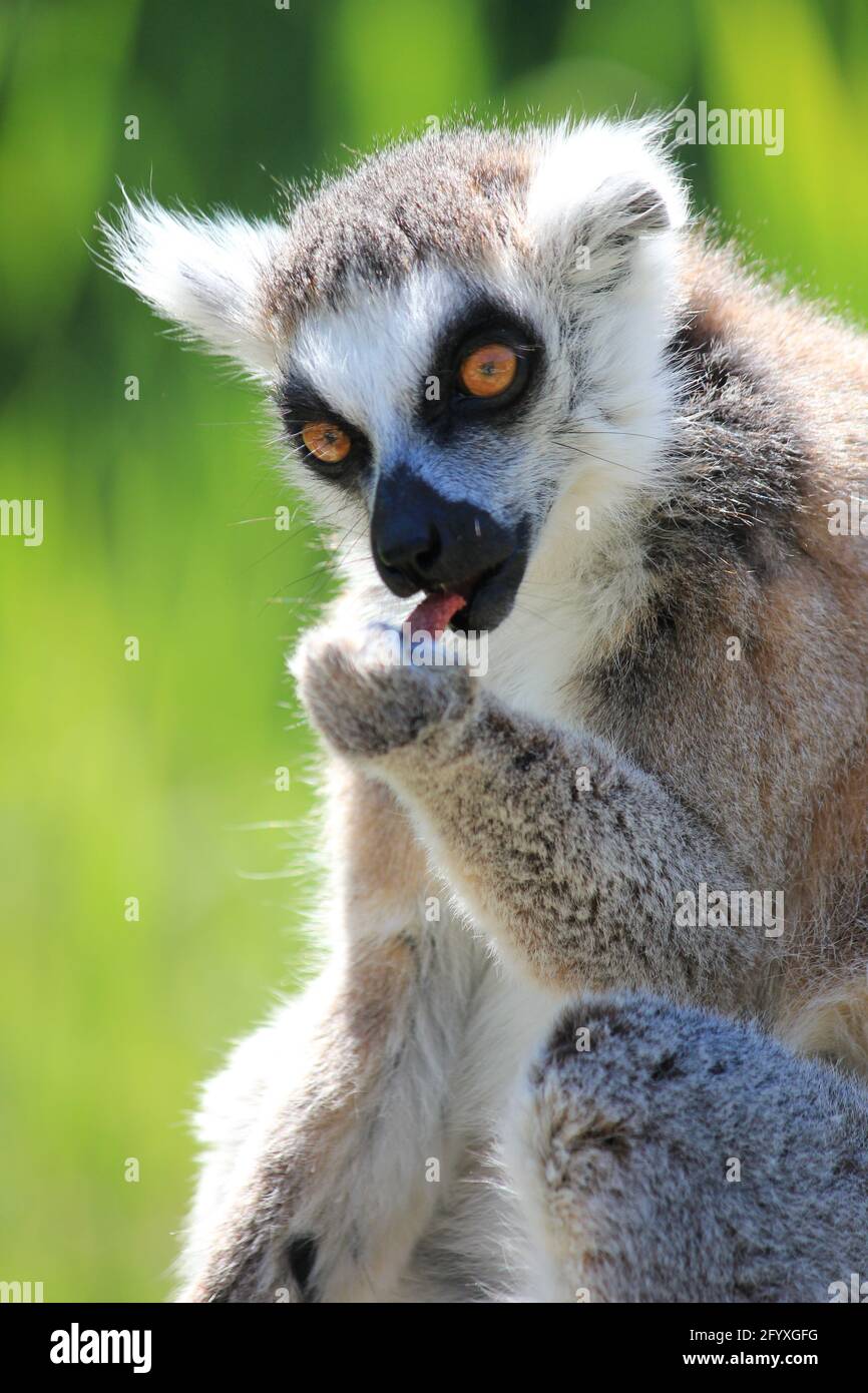 Lemure con coda ad anello nello zoo di Overloon nei Paesi Bassi Foto Stock