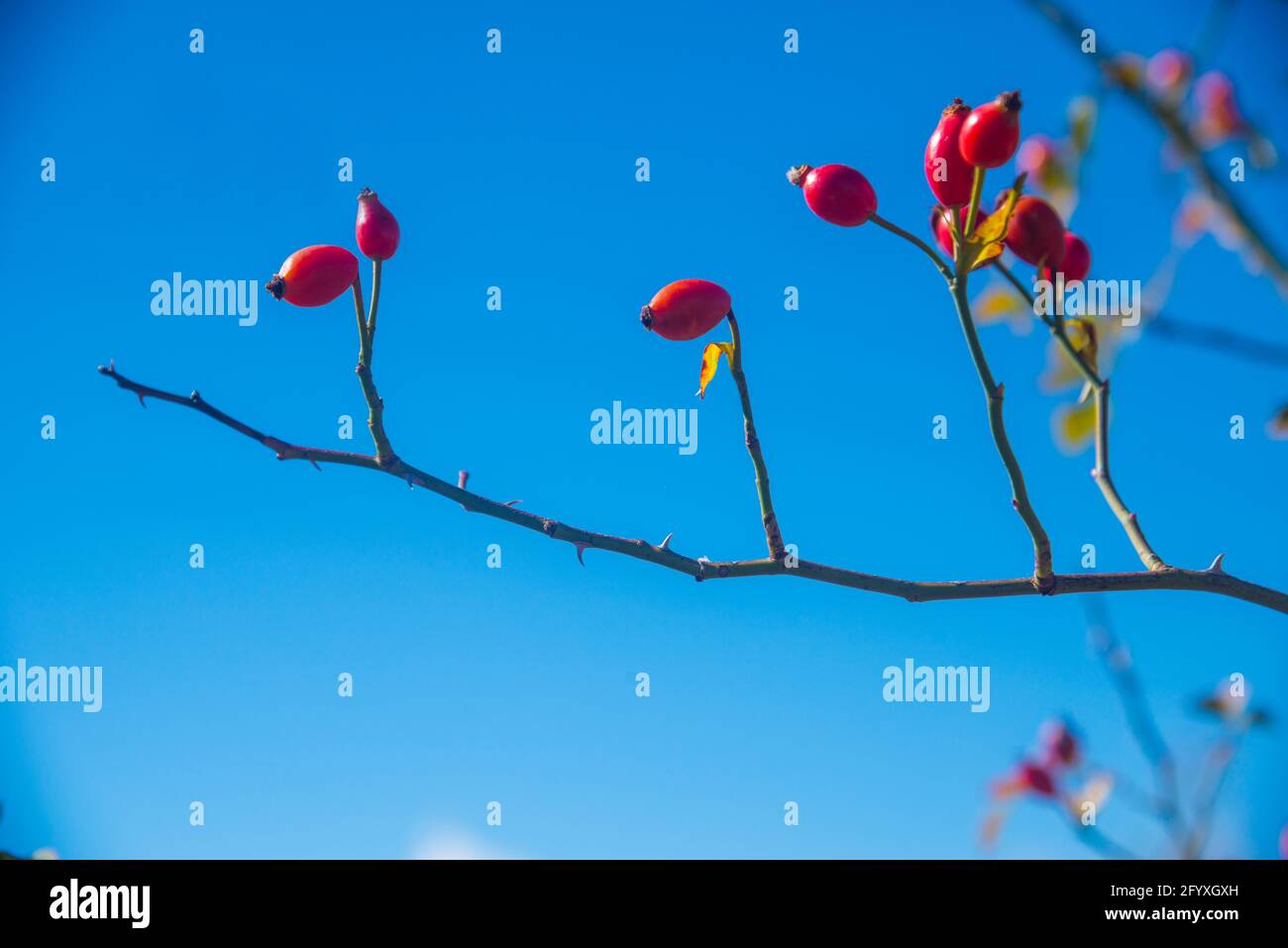 Bacche di rosa selvatiche contro il cielo blu. Foto Stock