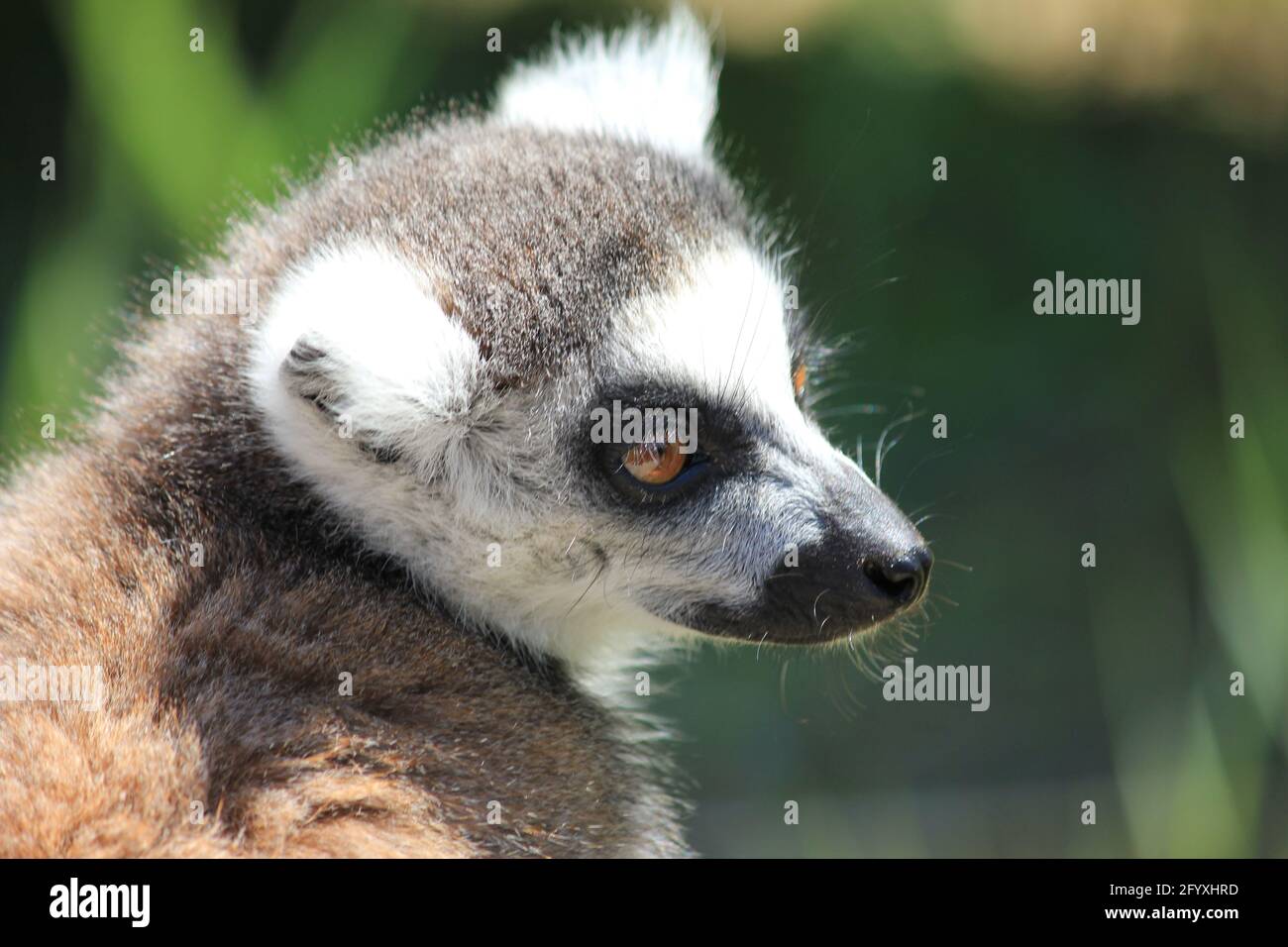 Lemure con coda ad anello nello zoo di Overloon nei Paesi Bassi Foto Stock