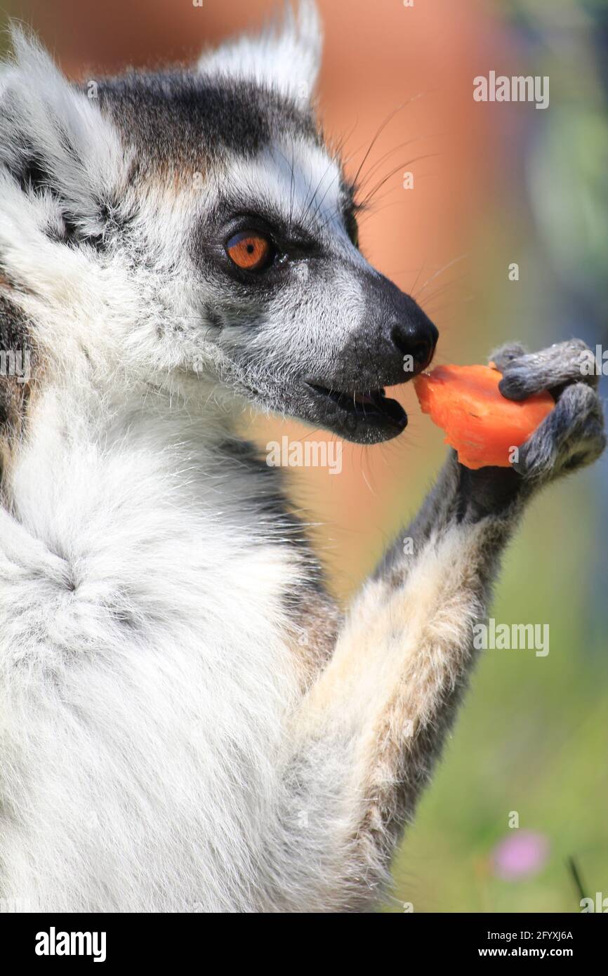 Lemure con coda ad anello nello zoo di Overloon nei Paesi Bassi Foto Stock