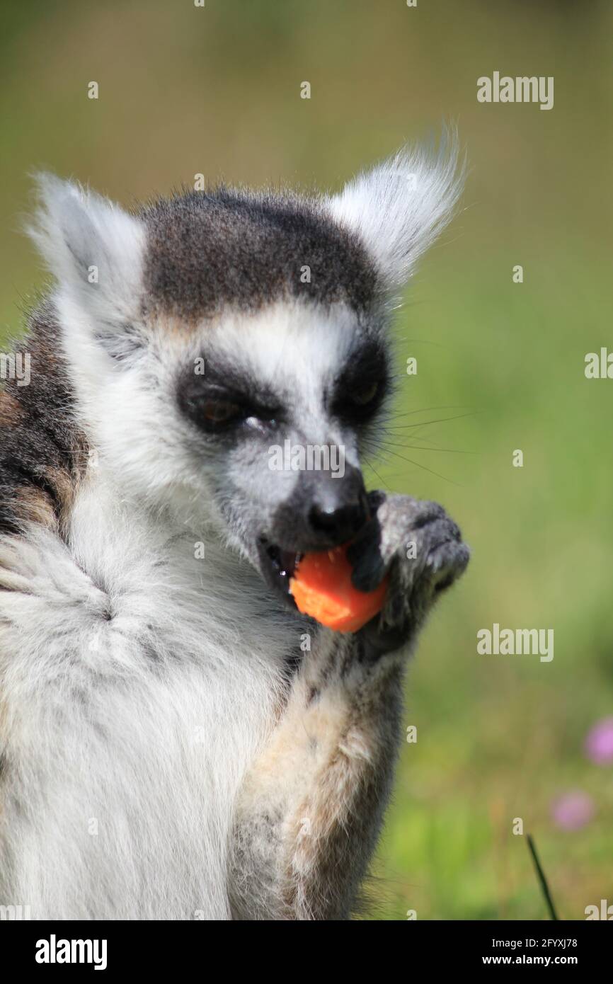 Lemure con coda ad anello nello Zoo di Overloon Foto Stock