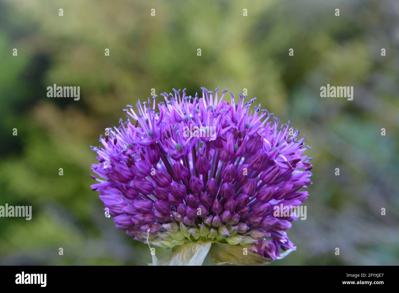 Allium giganteum 'Gladiator', Regno Unito, spazio floreale bello e tranquillo Foto Stock