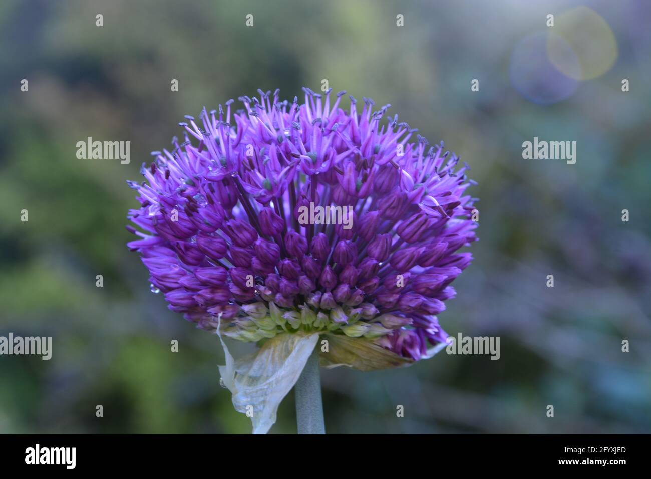 Allium Gladiator, Flower Cambridge UK, spazio floreale puramente bello e tranquillo Foto Stock