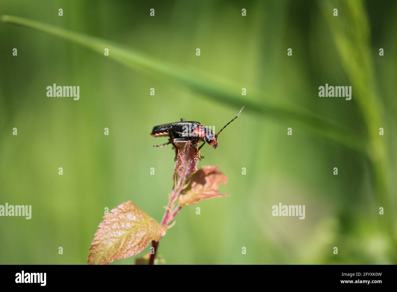 Fioritura nel parco cittadino di Staddijk a Nijmegen, Paesi Bassi Foto Stock