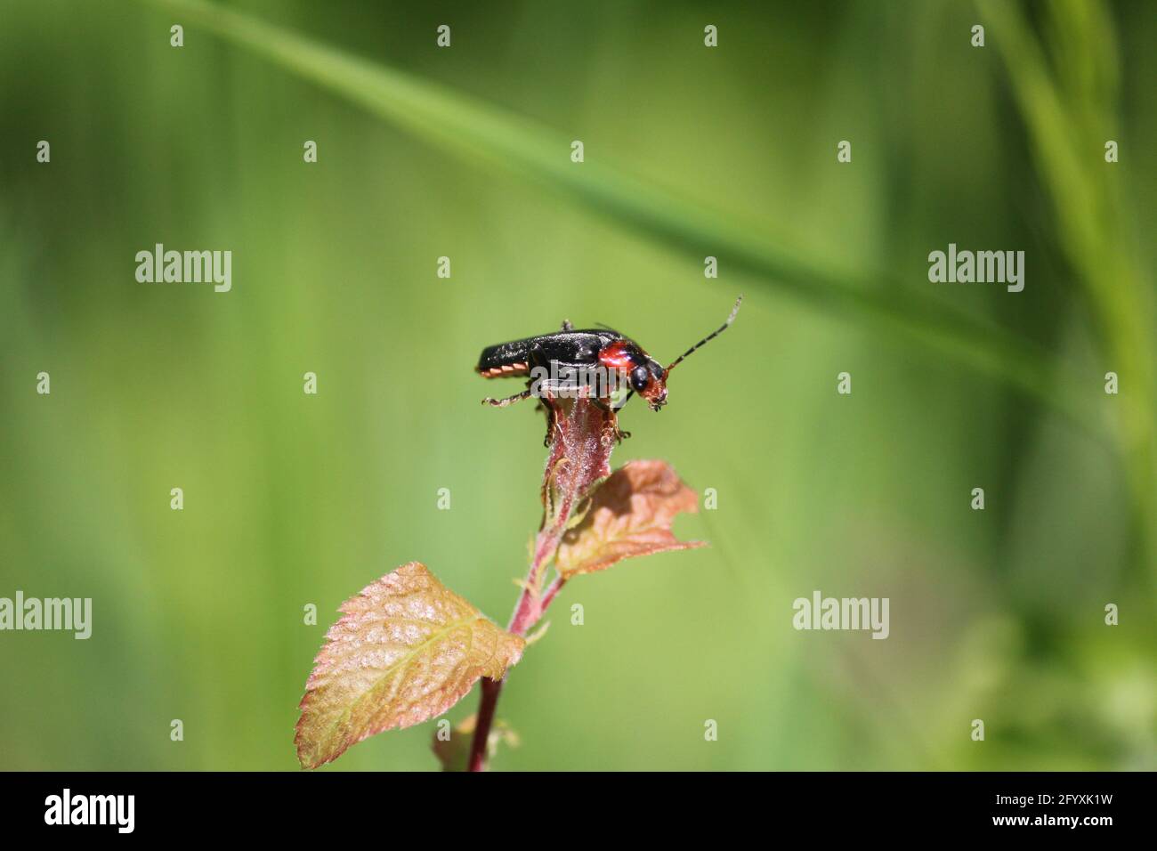Fioritura nel parco cittadino di Staddijk a Nijmegen, Paesi Bassi Foto Stock