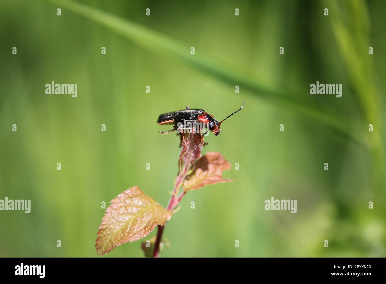 Fioritura nel parco cittadino di Staddijk a Nijmegen, Paesi Bassi Foto Stock