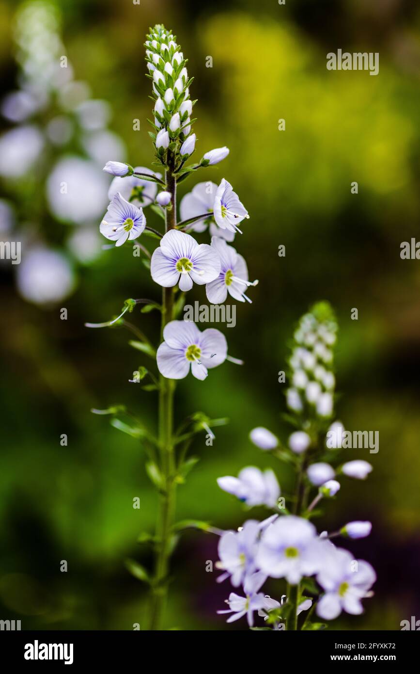 Veronica gentianoides ‘Tissington White’ Foto Stock
