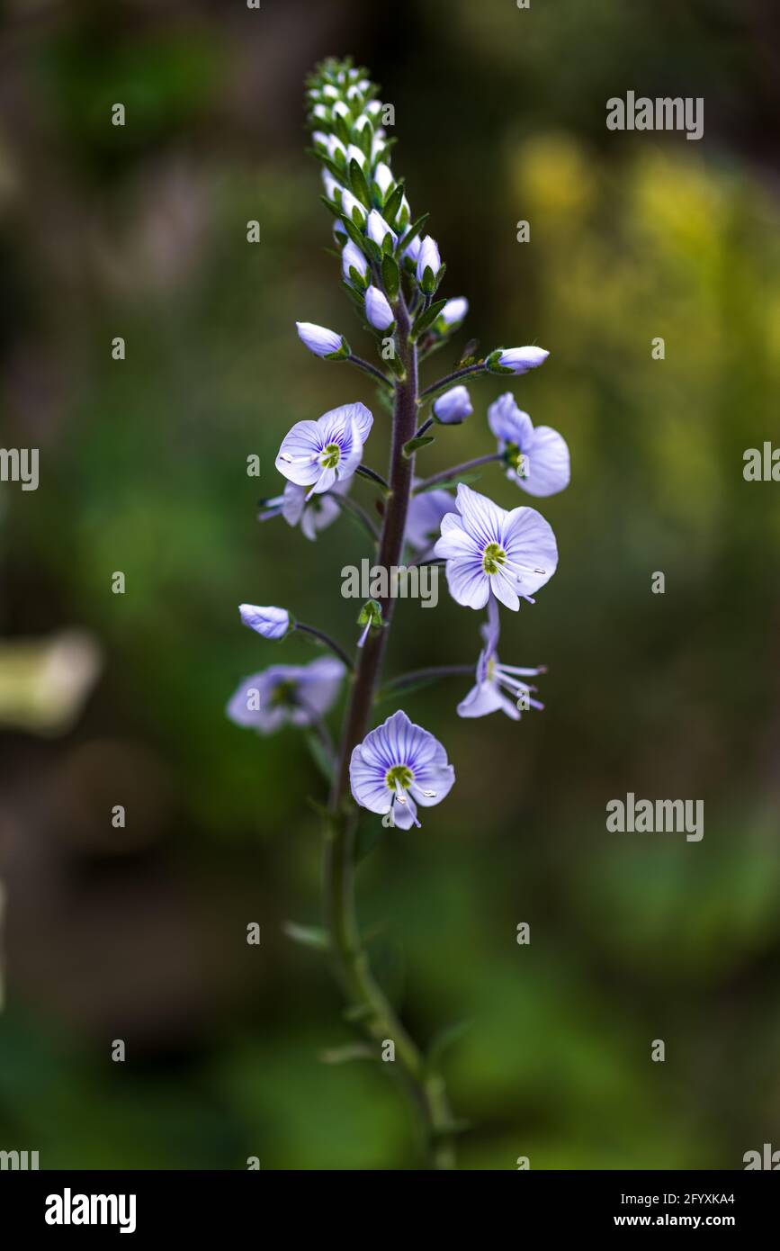 Veronica gentianoides ‘Tissington White’ Foto Stock