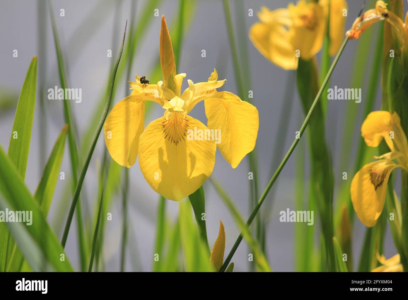 Fioritura nel parco cittadino di Staddijk a Nijmegen, Paesi Bassi Foto Stock