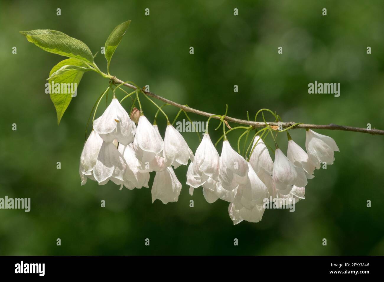 White Blossoms on Branch Mountain Silverbell Halesia Flowers Halesia tetraptera Mountain Snowdrop Tree White Halesia carolina "Vestita" Spring Blooms Foto Stock