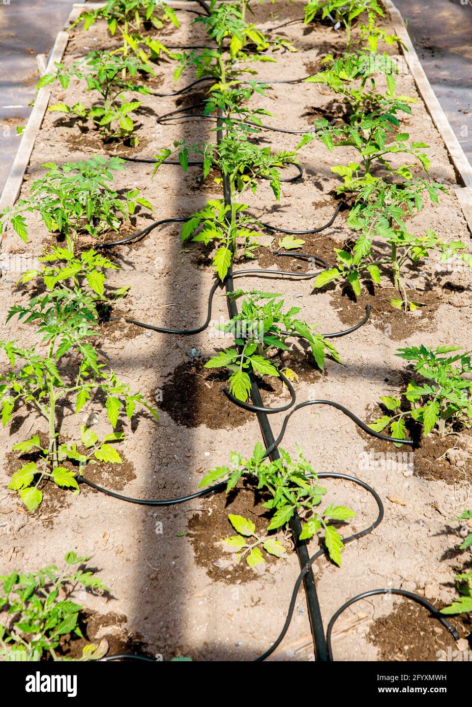 Sistema di gocciolamento di acqua in casa orto annaffiatura piante di pomodoro in serra. Uso domestico sistema di irrigazione a goccia d'acqua. Foto Stock