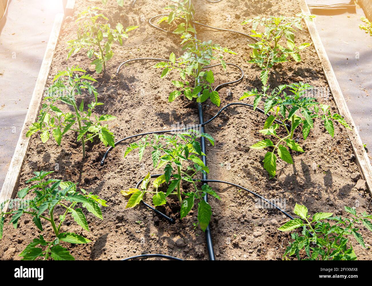 Sistema di gocciolamento di acqua in casa orto annaffiatura piante di pomodoro in serra. Uso domestico sistema di irrigazione a goccia d'acqua. Foto Stock
