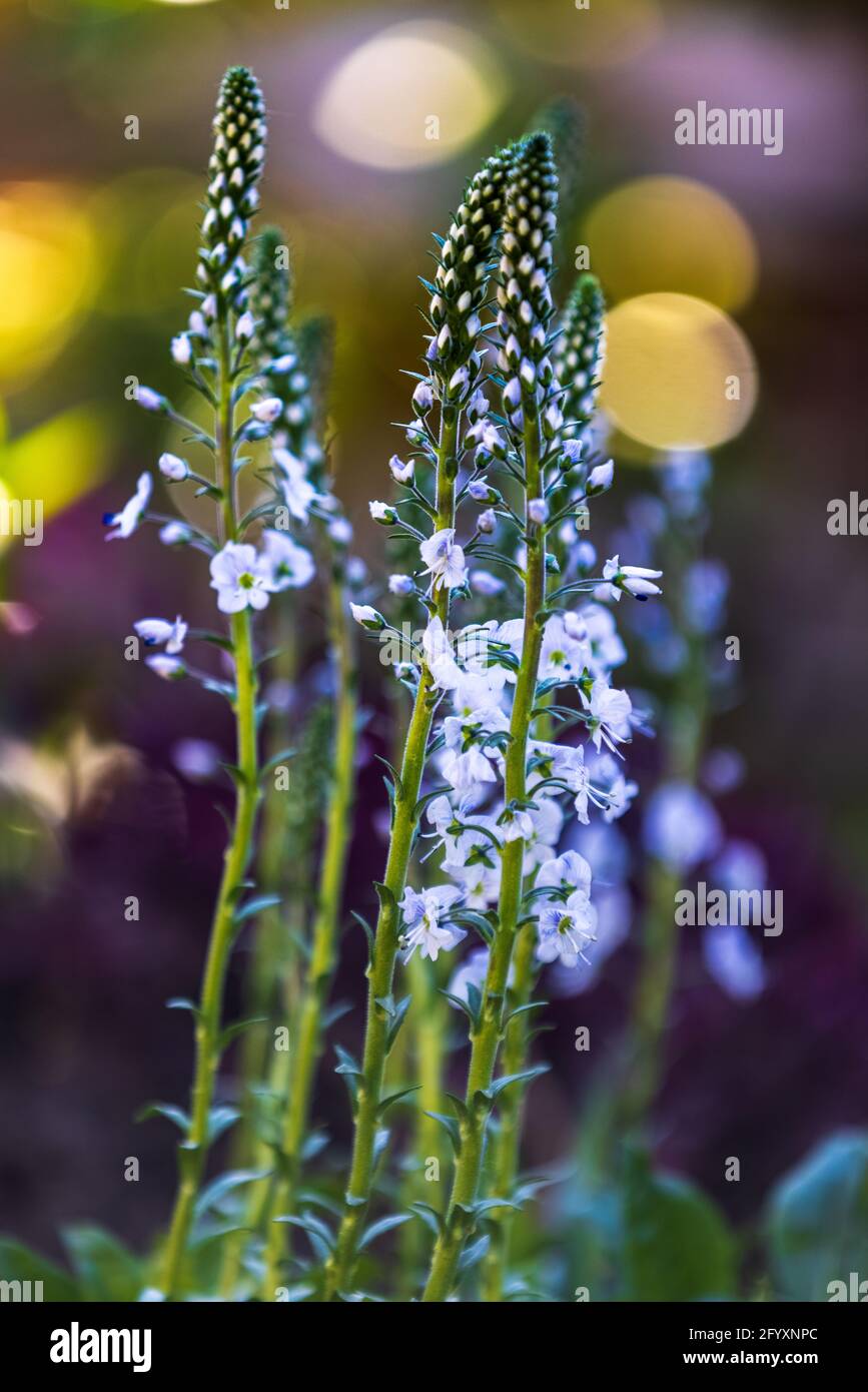 Veronica gentianoides ‘Tissington White’ Foto Stock