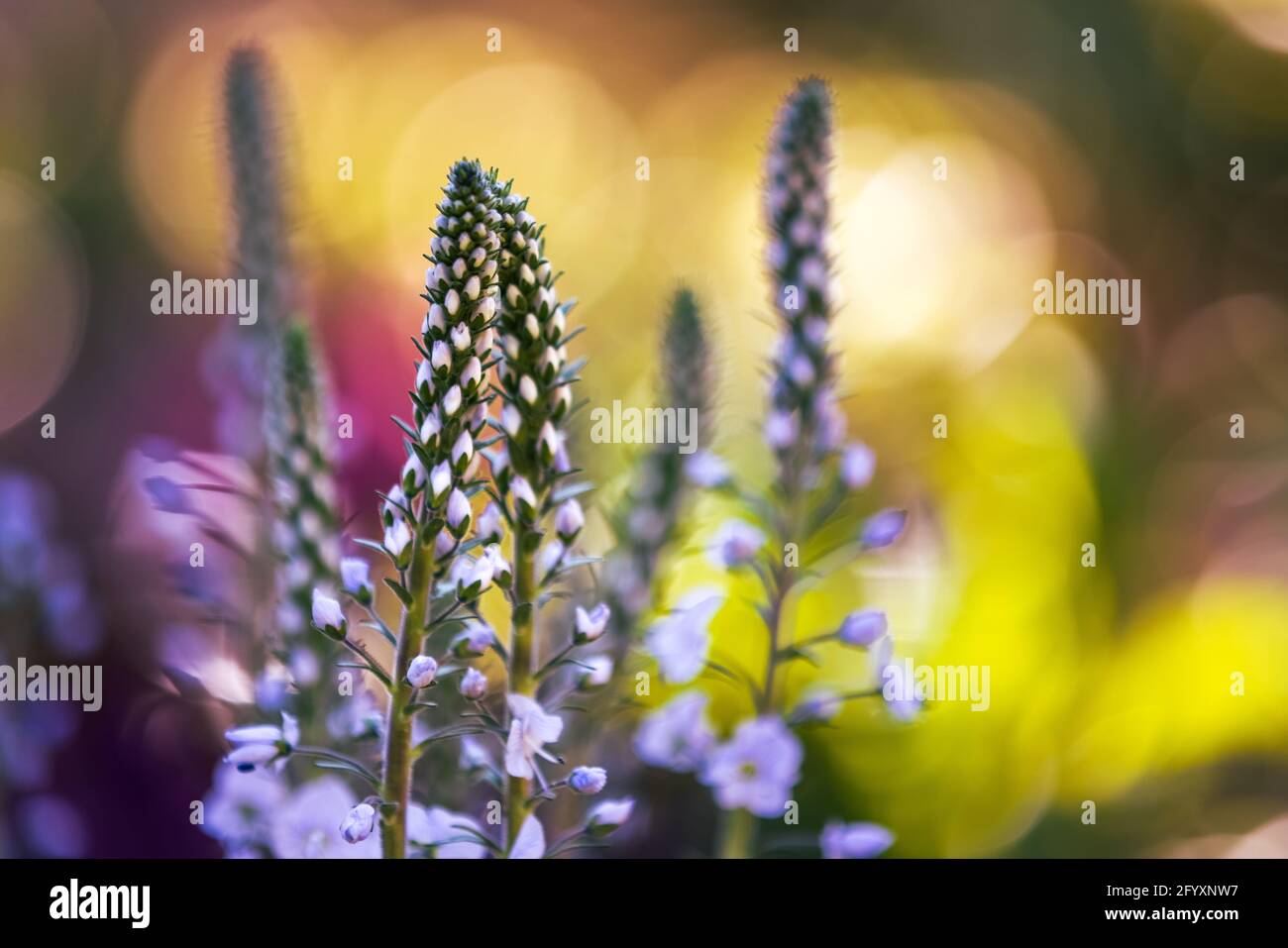 Veronica gentianoides ‘Tissington White’ Foto Stock