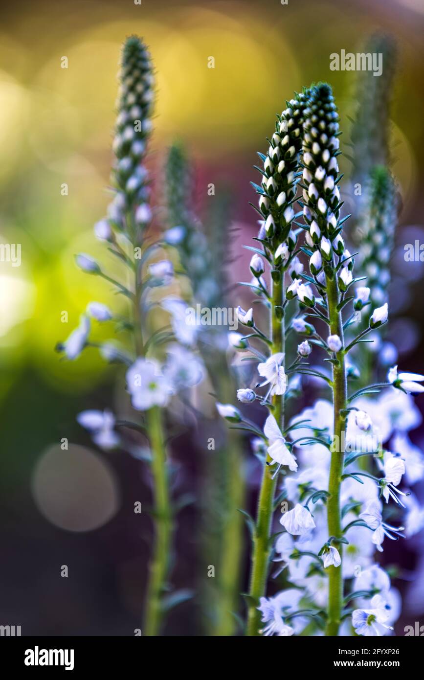 Veronica gentianoides ‘Tissington White’ Foto Stock