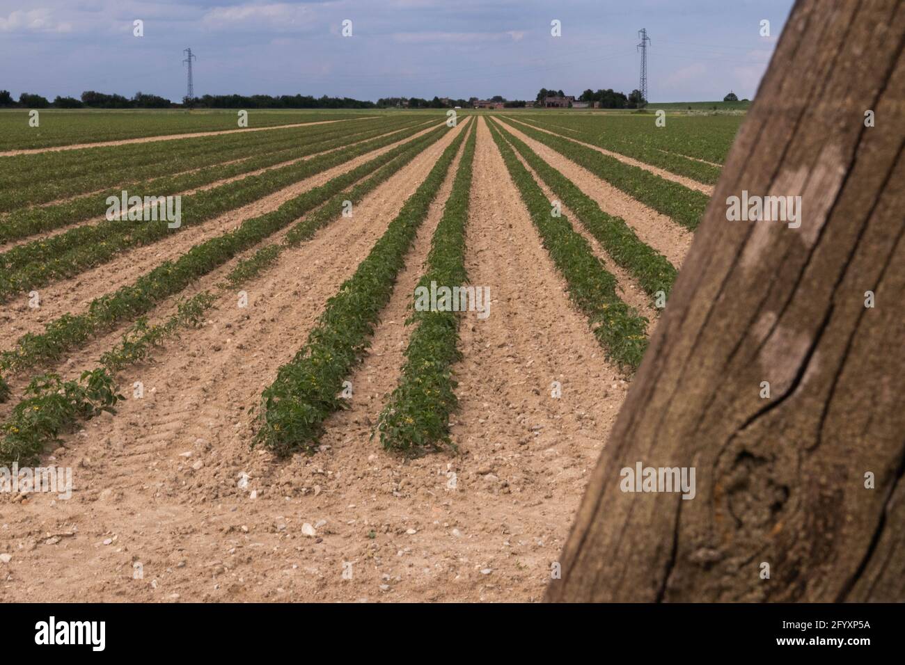Piantagione di pomodori in file parallele per l'industria alimentare, Italia Foto Stock