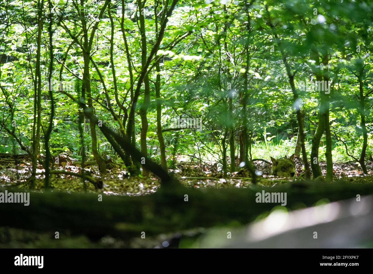 Neuhaus im Solling, Germania. 30 maggio 2021. Un lupo si trova mimetato tra gli alberi all'ombra del Neuhaus Wildlife Park. Credit: Lino Mirgeler/dpa/Alamy Live News Foto Stock