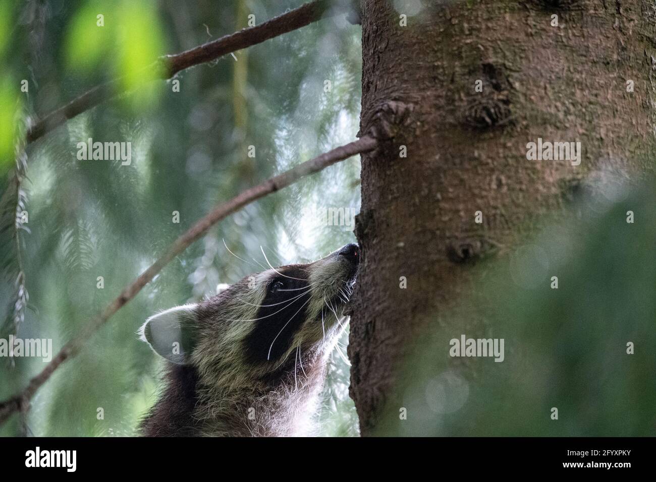 Neuhaus im Solling, Germania. 30 maggio 2021. Un procione sale su un albero di abete rosso nel Neuhaus Wildlife Park. Credit: Lino Mirgeler/dpa/Alamy Live News Foto Stock