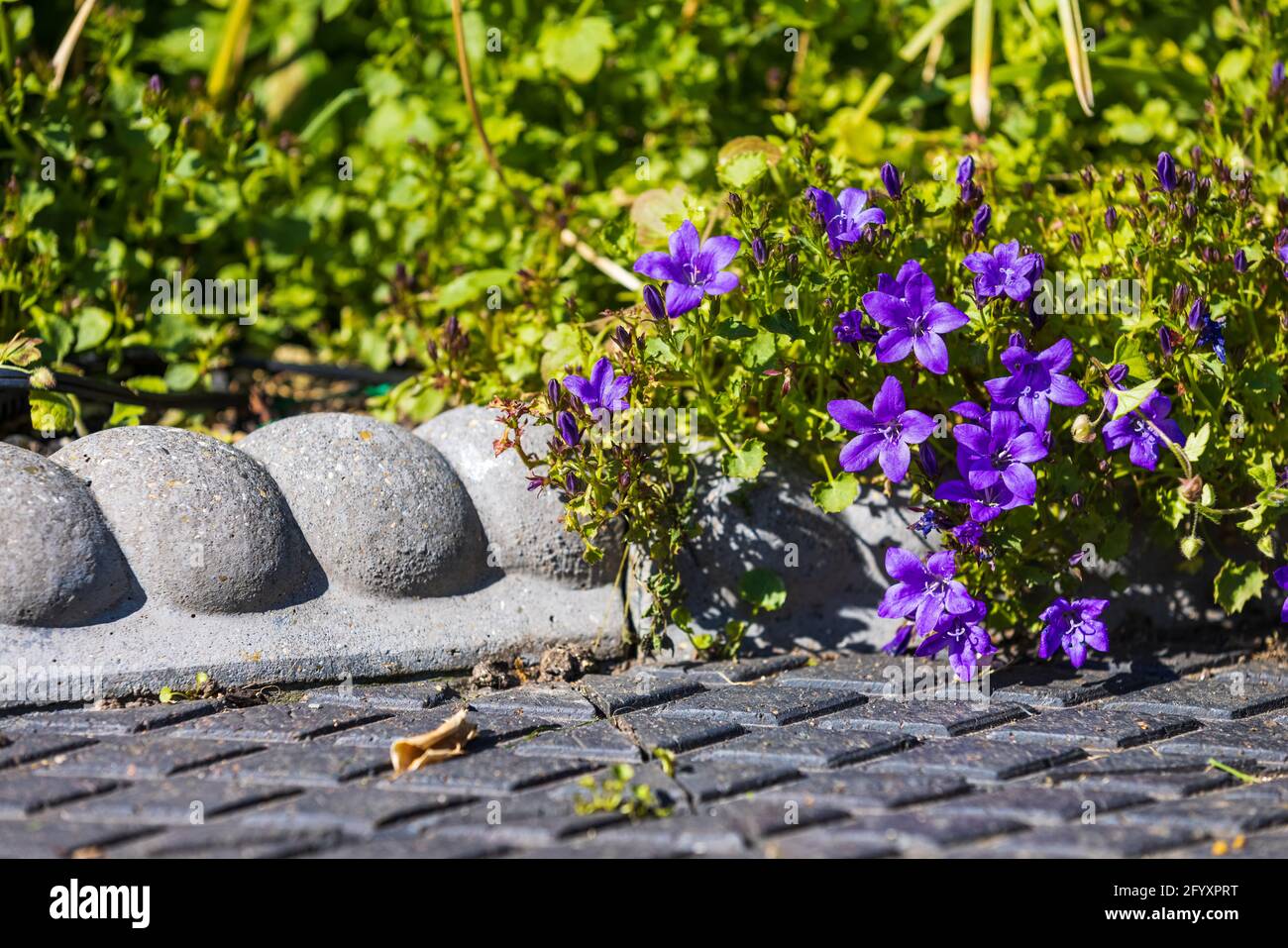 Campanula portenschlagiana Bellflower Foto Stock