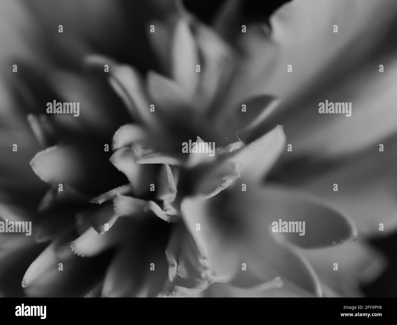 Una scala di grigi drammatica di petali di fiori su sfondo sfocato Foto Stock