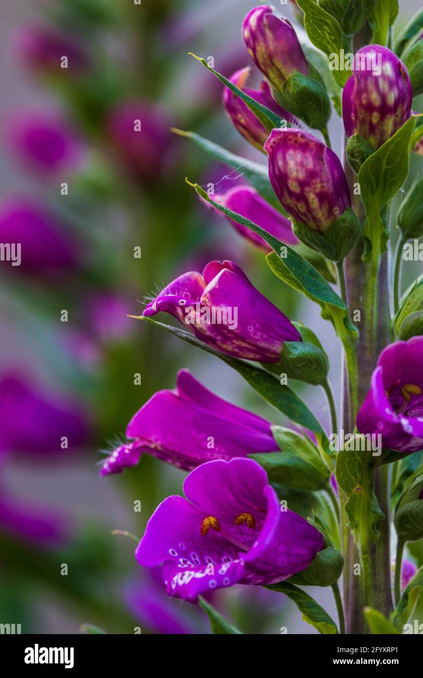 ‘Dalgazione Purple’ di Digitalis purpurea Foto Stock