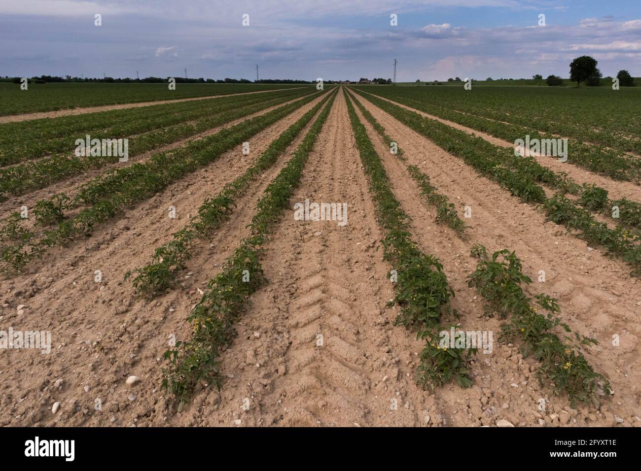 Piantagione di pomodori in file parallele per l'industria alimentare, Italia Foto Stock