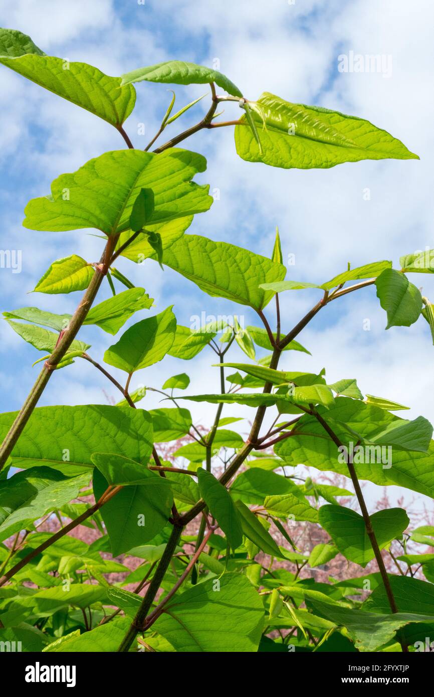 Foglie giapponesi di Knotweed Fallopia japonica Foliage Bushy piante invasive Reynoutria Foto Stock
