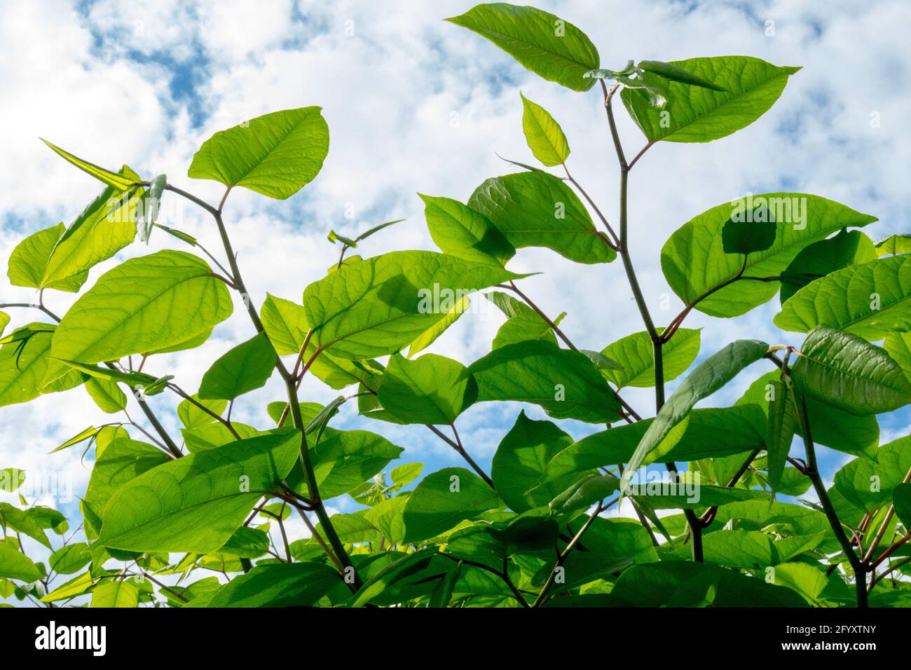 Giapponese Knotweed Fallopia japonica Foto Stock