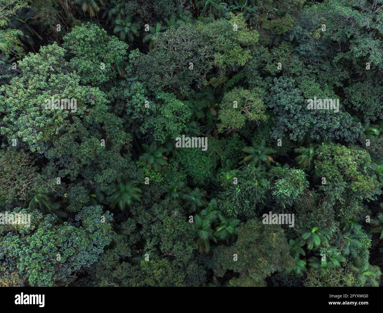 Vista aerea del baldacchino della foresta pluviale atlantica vicino Paraty, Brasile Foto Stock