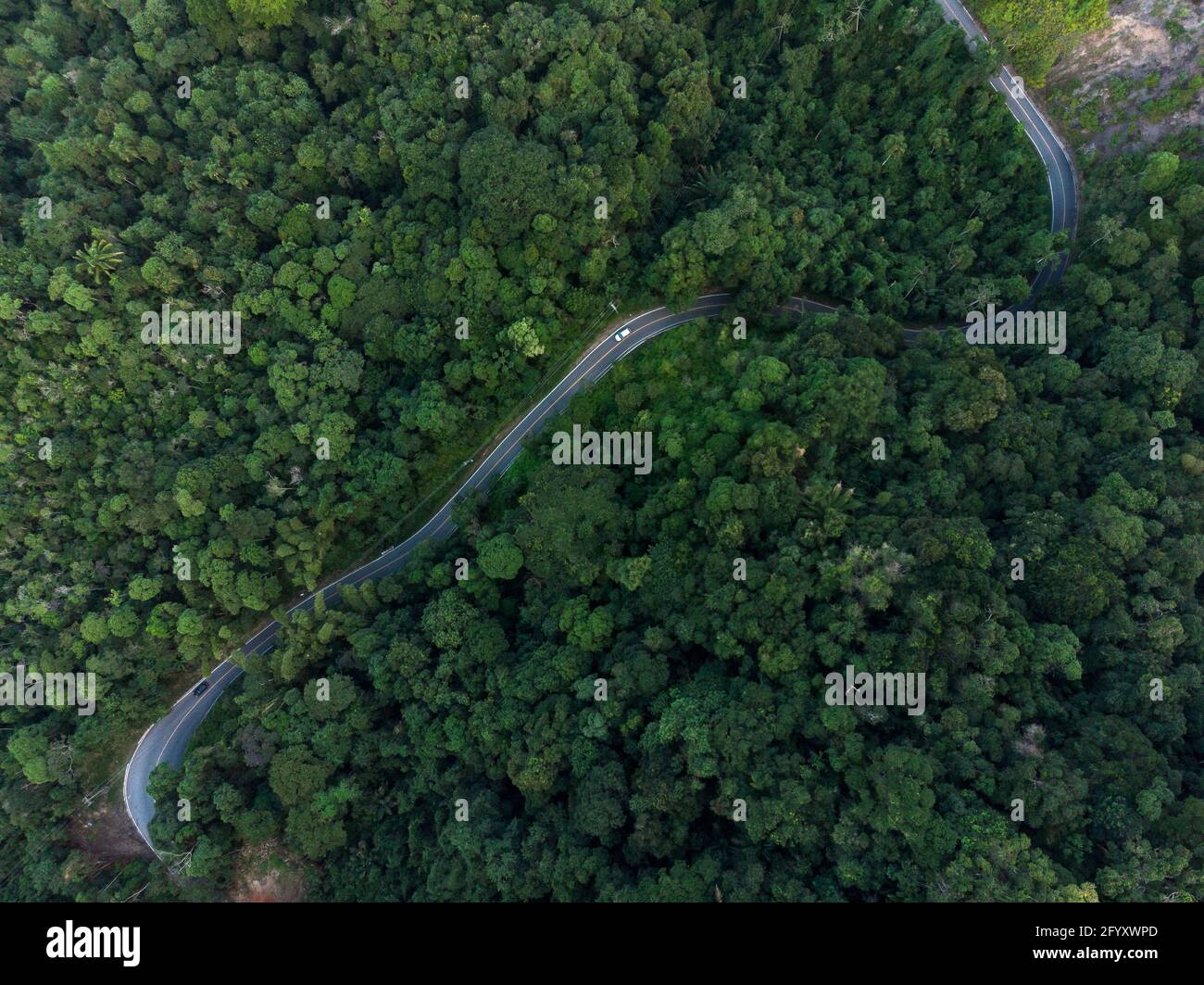 Strada attraverso la foresta pluviale atlantica a Trindade, Paraty, Brasile Foto Stock