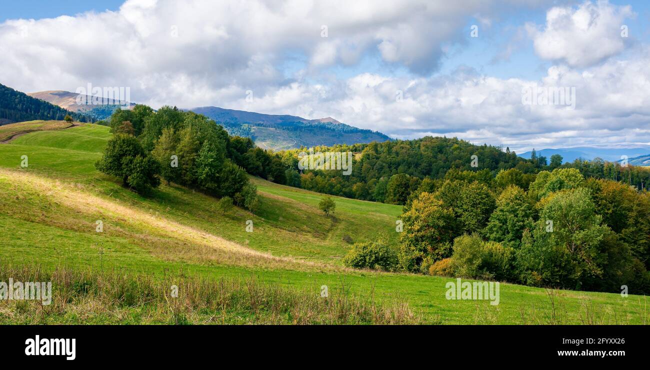alberi sulla collina erbosa. soleggiato paesaggio di campagna all'inizio dell'autunno. bellissimo paesaggio di carpazi montagne. cielo e luce drammatica a mezzogiorno Foto Stock