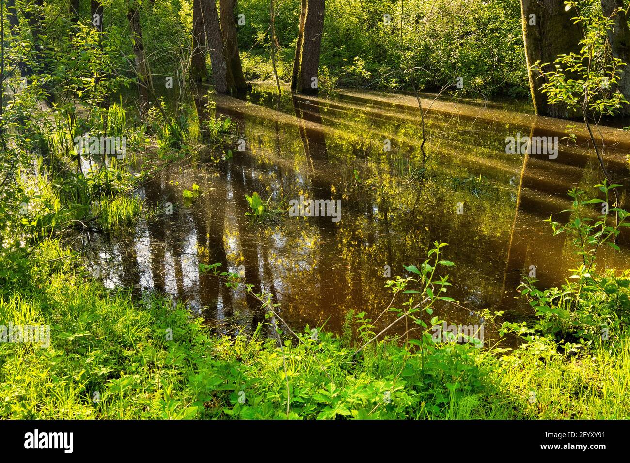 Riflessione di alberi e cielo in acqua di stagno di foresta tra alberi verdi.Early Morning.Poland in vista Spring.Horizontal. Foto Stock