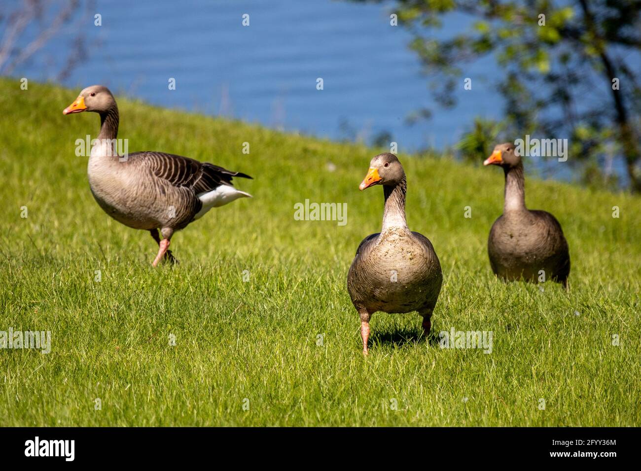 Uccelli britannici a Trentham Gardens e lago in Staffordshire Regno Unito Foto Stock