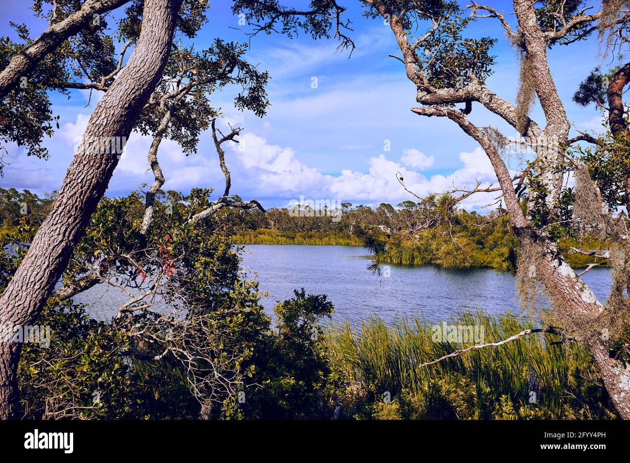 Acqua attraverso gli alberi di Saint Andrews State Park, Panama City Beach, Florida, USA, 2019 Foto Stock