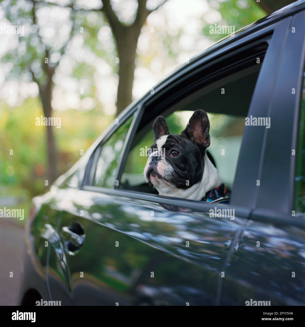 Cucciolo di bulldog francese con testa fuori finestra di auto parcheggiata e alberi dietro, 2020 Foto Stock