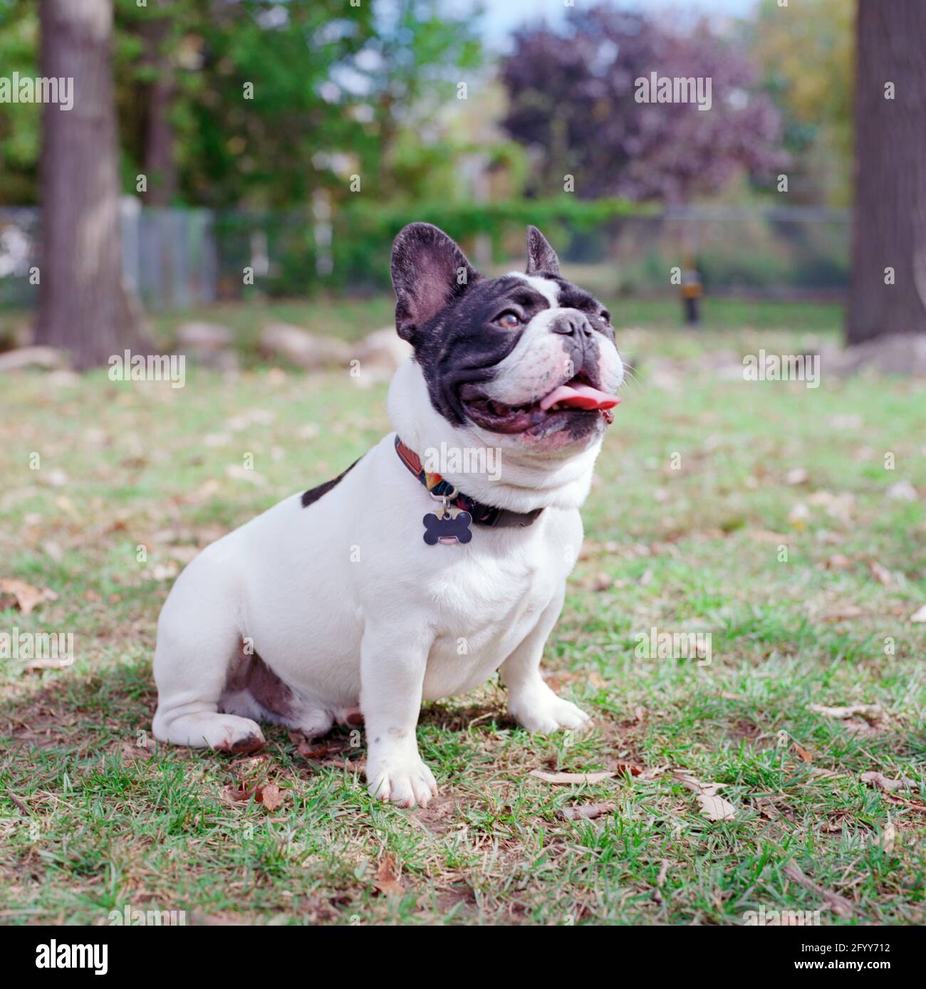 Bulldog francese in piedi in parco su erba con lingua fuori, 2020 Foto Stock