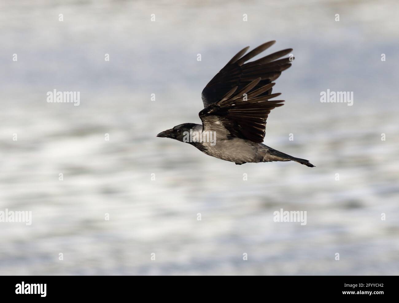 Corvus cornix corvo con cappuccio in volo su un terreno coperto di neve, che consente di scrivere intorno a questo uccello corvide nero e grigio, visto principalmente in Scozia, Regno Unito Foto Stock