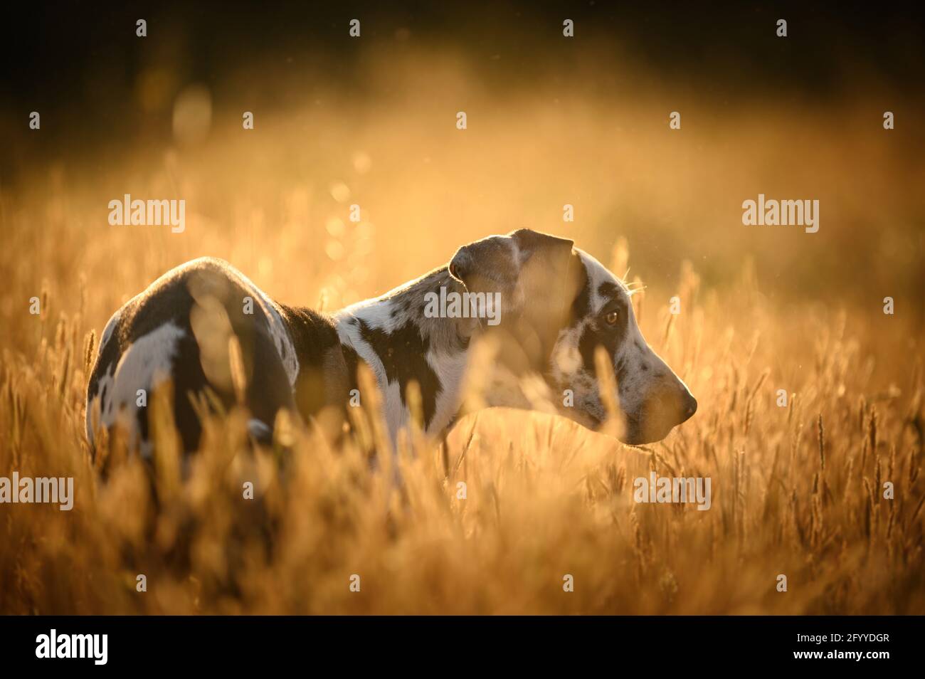 Attento cane da caccia dalmata con macchie nere in piedi in erba prato al sole Foto Stock