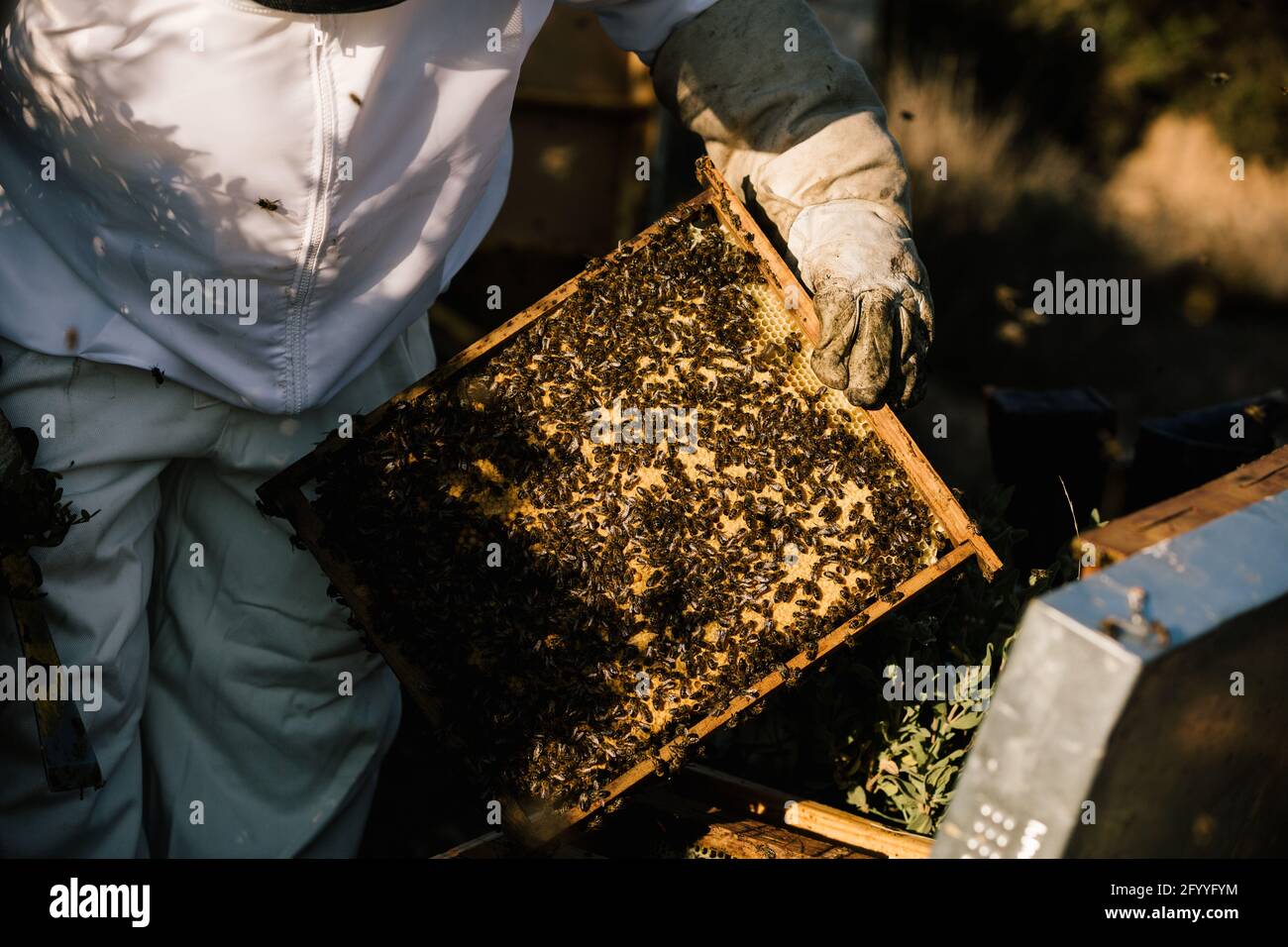 Apicoltore anonimo in guanti protettivi in costume bianco e cappello in  vimini telaio di tenuta di nido d'ape con molte api e miele mentre lavoro  su allevamento di api Foto stock -