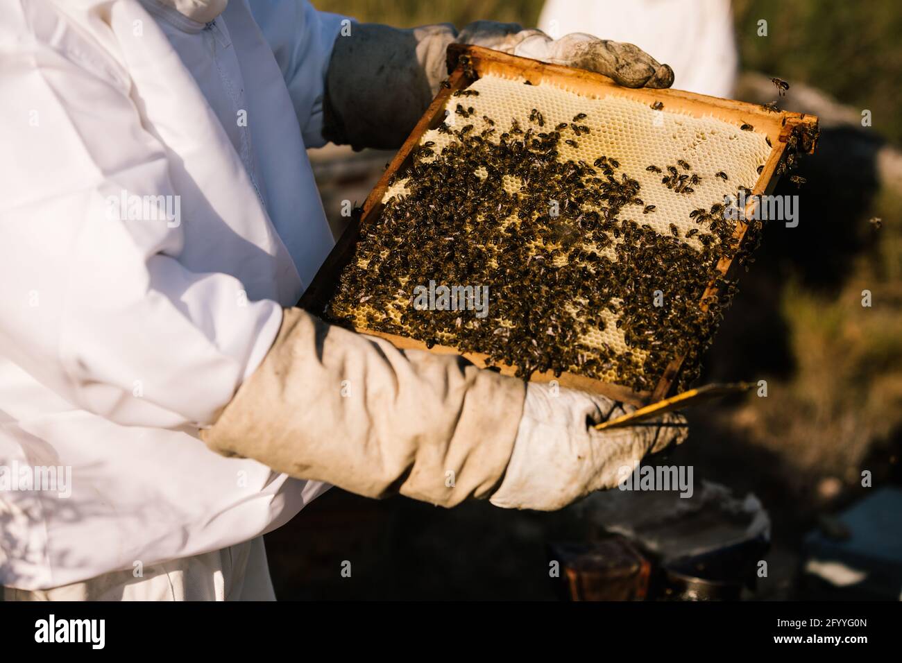 Apicoltore anonimo in guanti protettivi in costume bianco e cappello in  vimini telaio di tenuta di nido d'ape con molte api e miele mentre lavoro  su allevamento di api Foto stock -