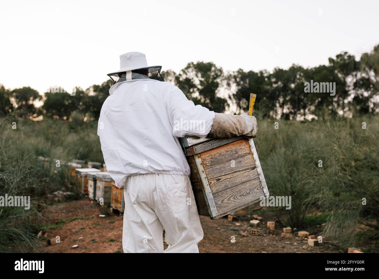 Apicoltore professionista irriconoscibile in tuta protettiva che trasporta la cassa a nido d'ape mentre lavoro in apiary in estate giorno Foto Stock