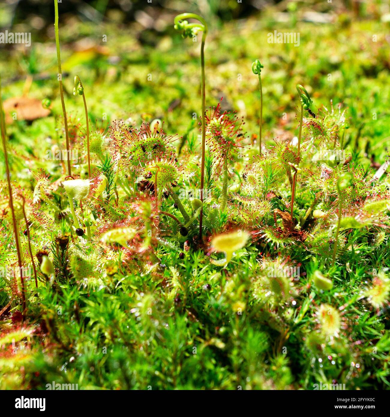 Pianta predatrice verde-rossa brillante Drosera rotundifolia tra muschi Foto Stock