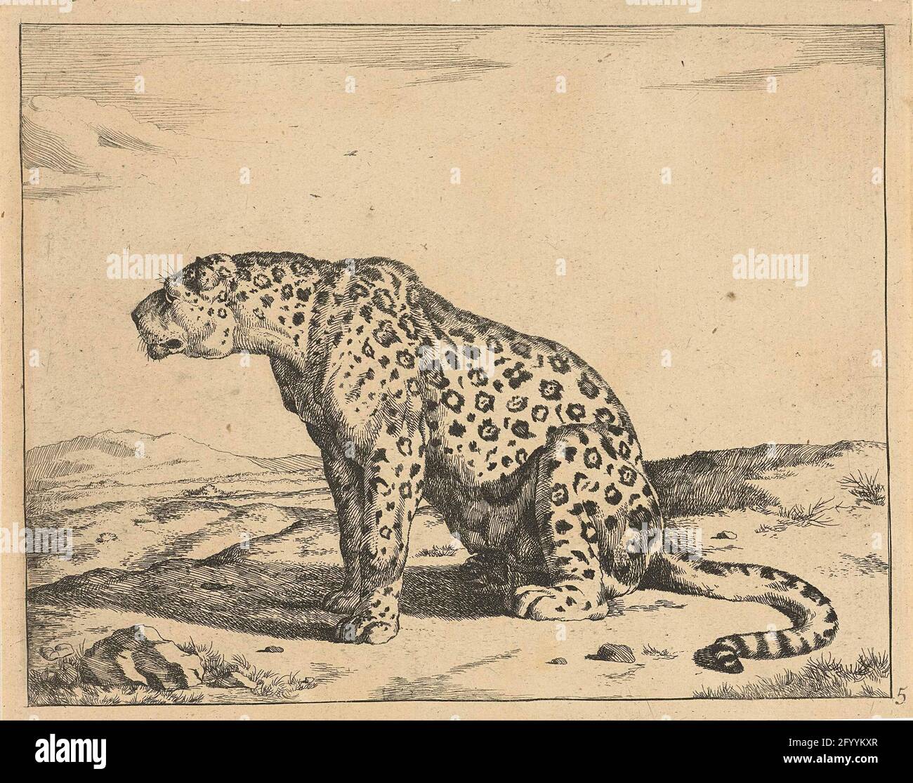 Leopardo seduto sulle gambe posteriori, a sinistra; Leopardi. Foto Stock