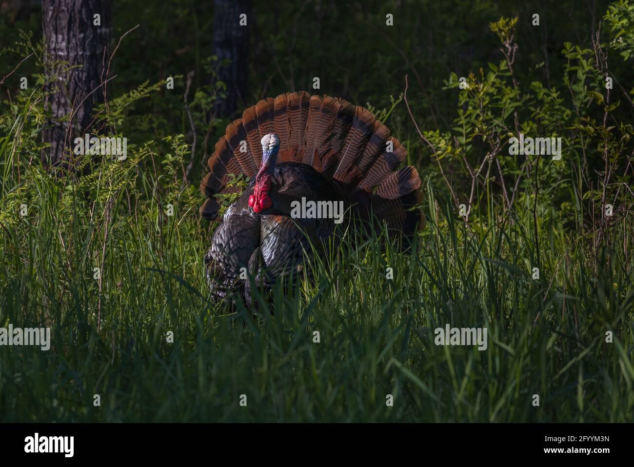 Tom turchia strutting in prima serata nel nord del Wisconsin. Foto Stock